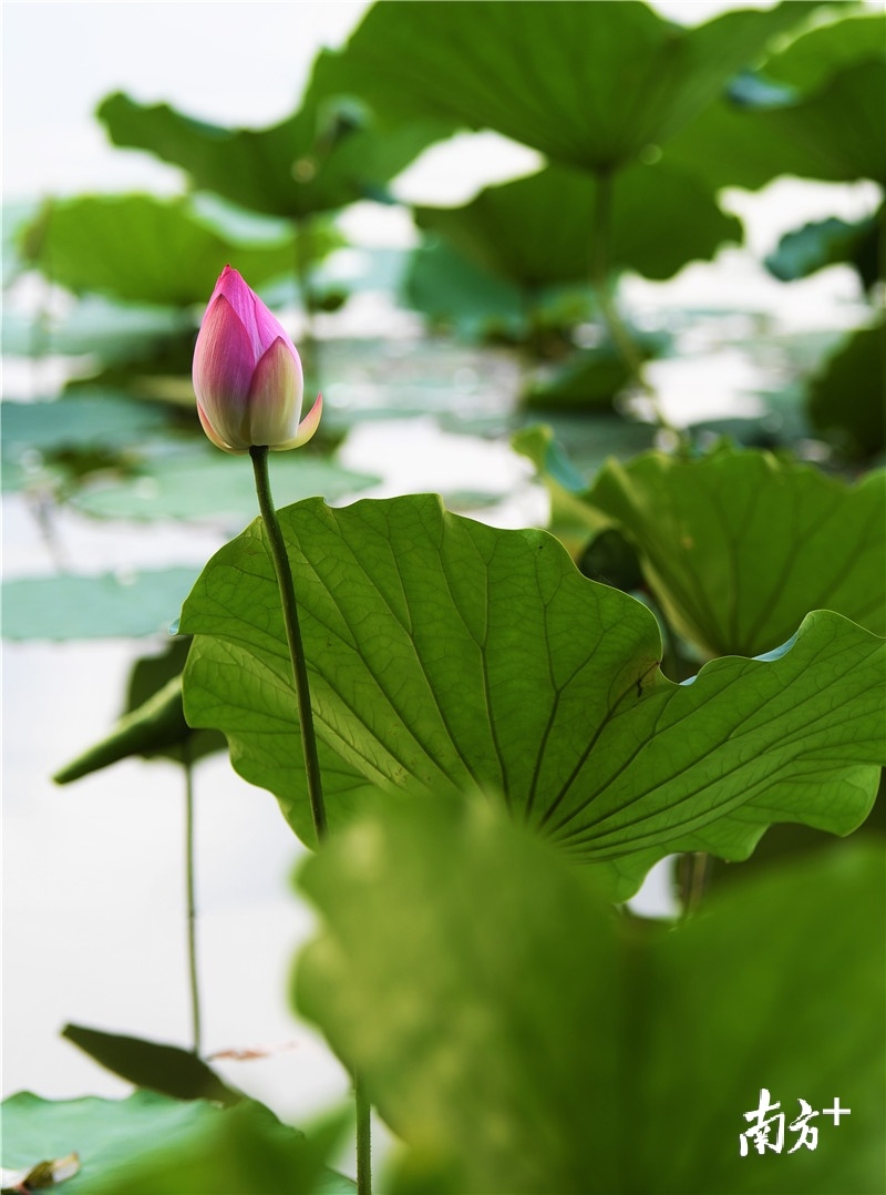 修长的花杆，曼美的身姿。杨兴乐摄