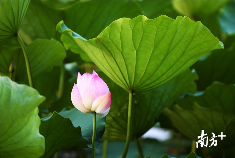 荷叶荫护下，你开的有点羞涩。杨兴乐摄