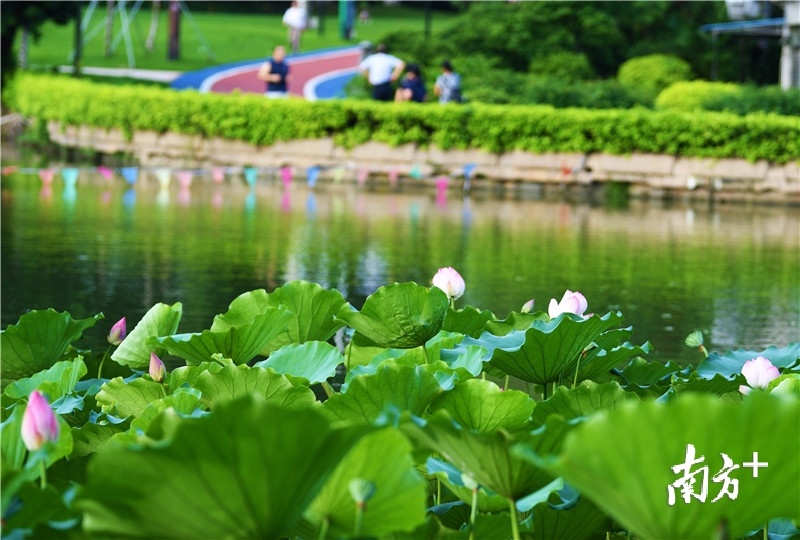湖中荷花绽放，湖畔市民漫步。杨兴乐摄