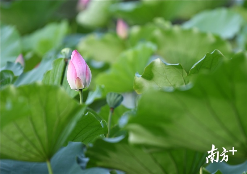 你粉红色的脸庞，煞是好看。杨兴乐摄