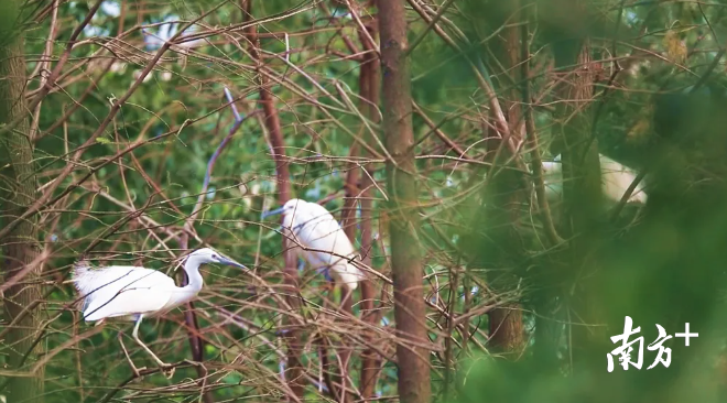 鱼类、鸟类回归，麻涌红树林“试验田”生机盎然
