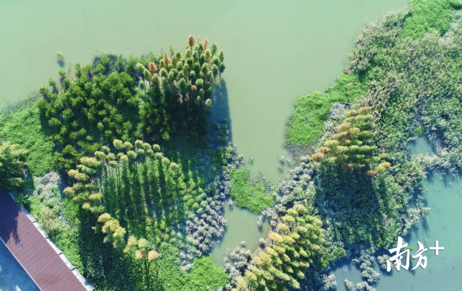 鱼类、鸟类回归，麻涌红树林“试验田”生机盎然