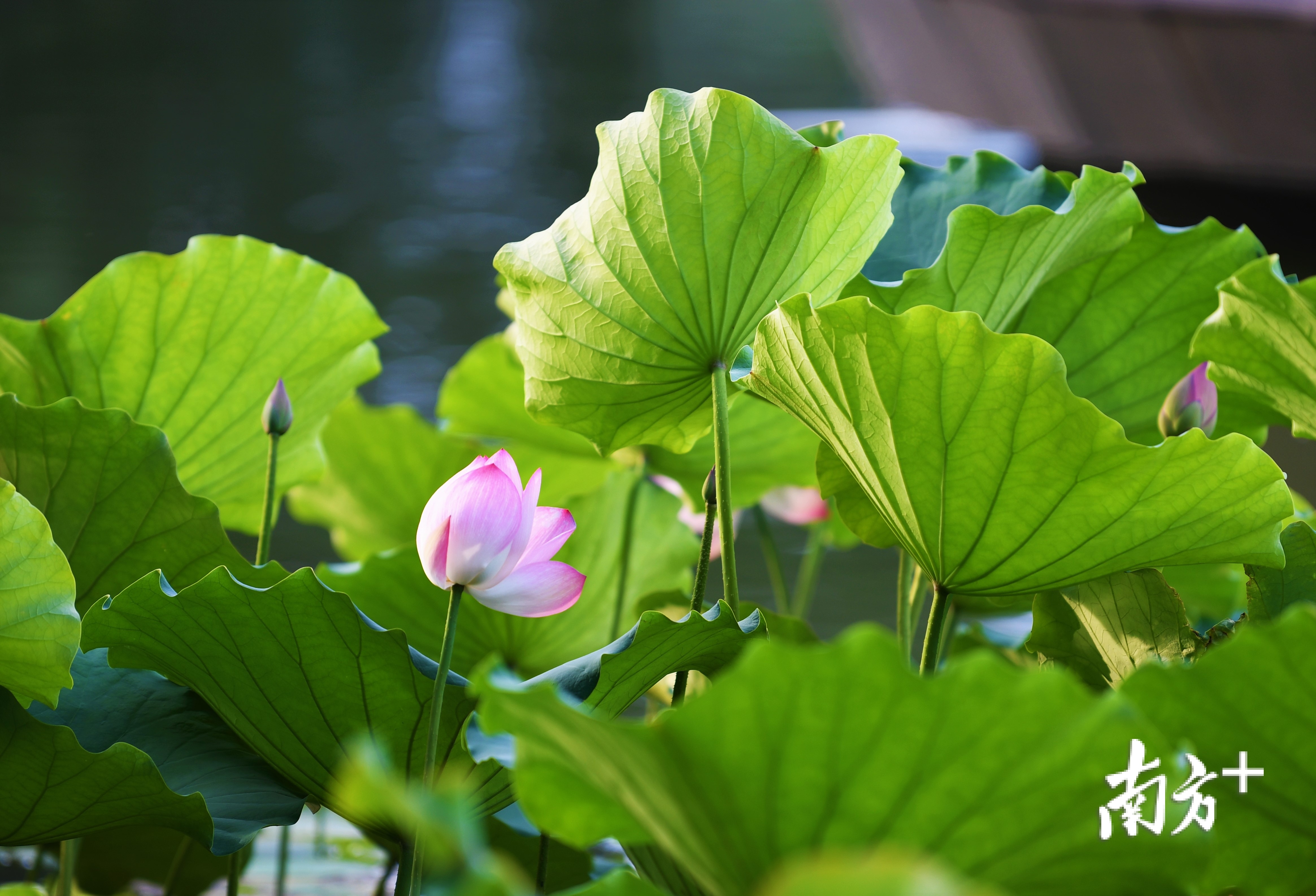 盛夏有你:东湖公园荷花已绽放