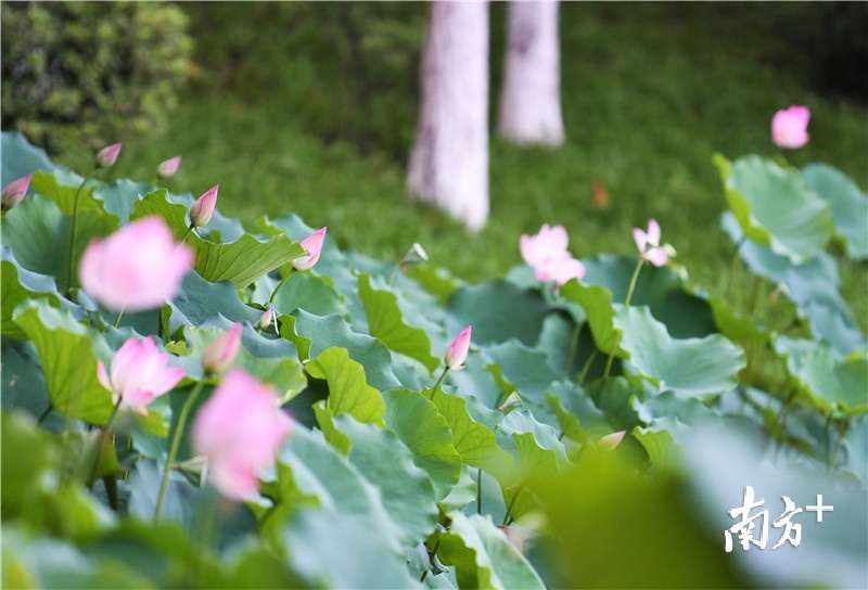 有的绽放，有的含苞待放。杨兴乐摄