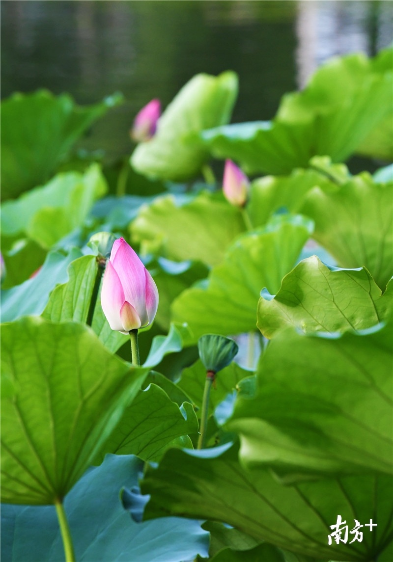 或绽放，或结果，谁也躲不过命运的安排。杨兴乐摄