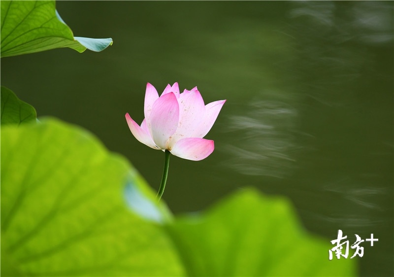最美的花朵，也终将布满斑点，逐渐谢去。杨兴乐摄
