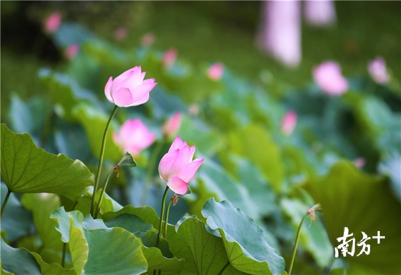你在翘首企盼谁的到来？杨兴乐摄
