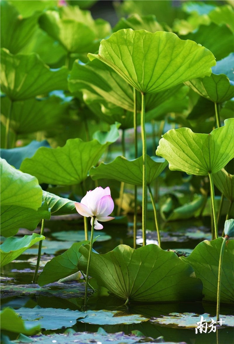 努力向上开放，绽放你的热情。杨兴乐摄