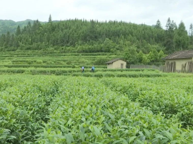 【蝶变】乳源大力发展特色产业，筑牢脱贫根基！