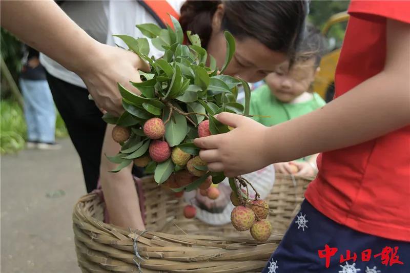 有人偷摘紫马岭公园荔枝!园林部门:统一采摘免费送市民