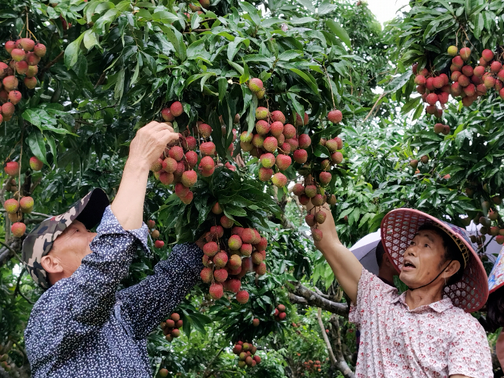 果园变身带货直播间 梁化果农陈嘉声自办荔枝文化节