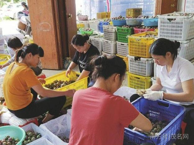 钱排镇：三华李产业带动邻境富余劳力近万人就业