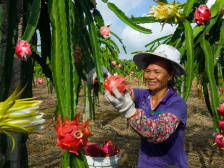湛江遂溪那仙村：仙村出“仙果”，日子红火了