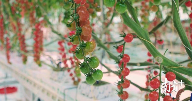 腾讯AI种番茄， 完胜20年种植经验专家