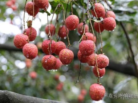 哪种荔枝最好吃？吃荔枝真会上火？这篇文章全告诉你了