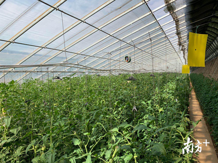 腾讯AI种番茄， 完胜20年种植经验专家