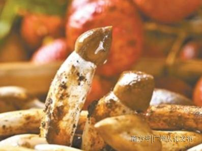 全年仅一个月采摘期，农民守着摘，这种从化美食很多人没吃过！