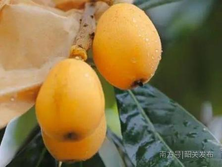 猴犀利！28个“韶字号”入选广东省第三届名特优新农产品名单