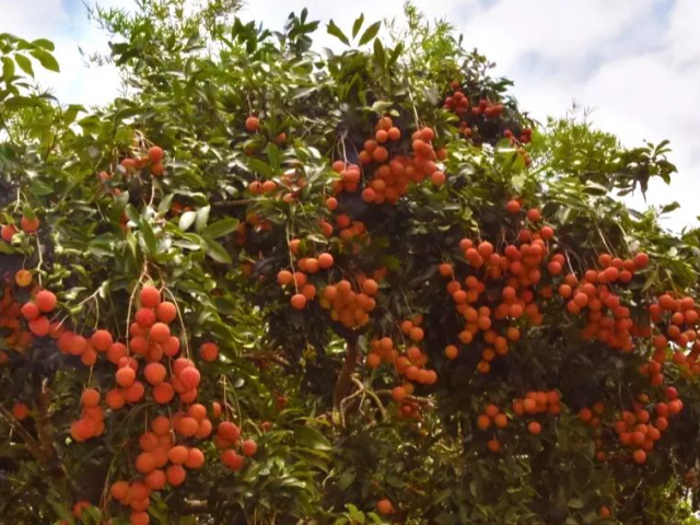 6月13日,罗定首届荔枝节约定你!