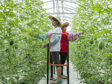 大棚西瓜挂枝头，村民家门口工作还能收租金｜走向我们的小康生活