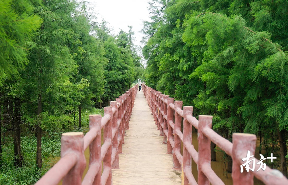 三角镇大力推动市民群众广泛参与互动传播，不断丰富生态文化的时代内涵。