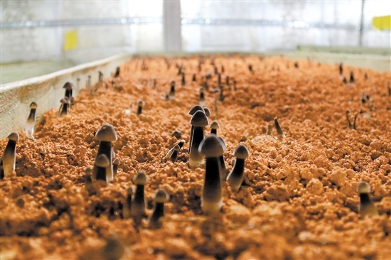 南子种植的鸡枞菌.