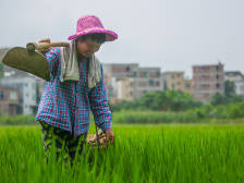 栽下番石榴，撑起一片天｜决战决胜脱贫攻坚