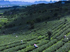 采茶忙家兴旺，单亲妈妈成为采茶技术能手｜走向我们的小康生活