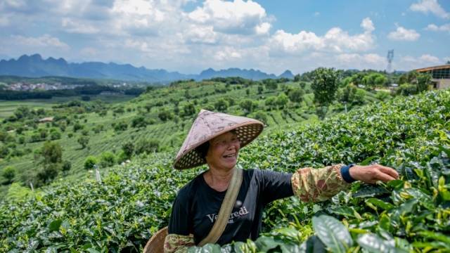 绿色茶园带动上百户贫困户脱贫｜走向我们的小康生活