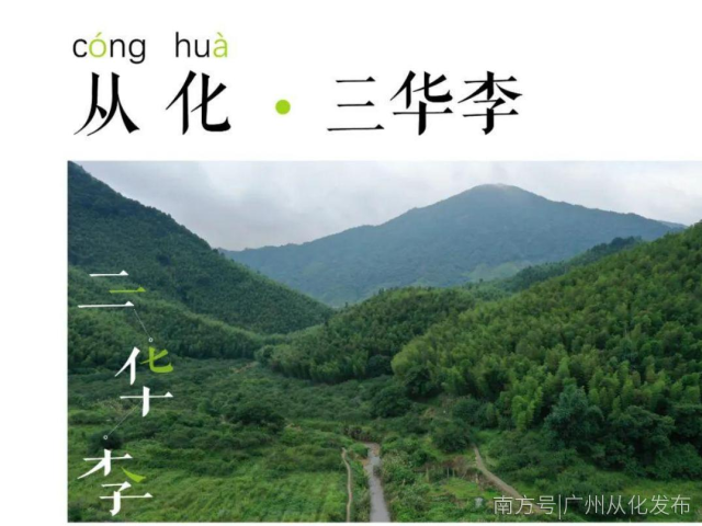 三华李收市倒计时！两条采摘线路已准备好，拿走不谢！