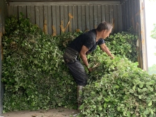 南药种下地 盼头上心田｜决战决胜脱贫攻坚