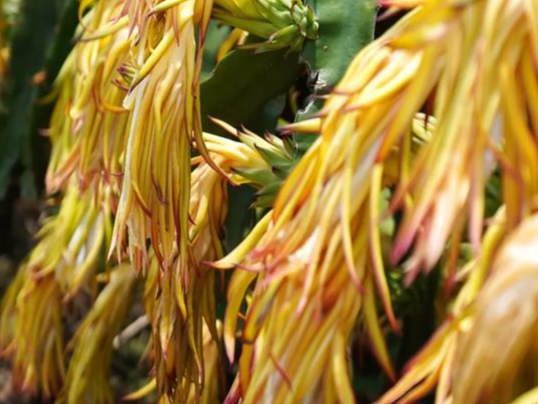 云浮这里的火龙果丰收在望！