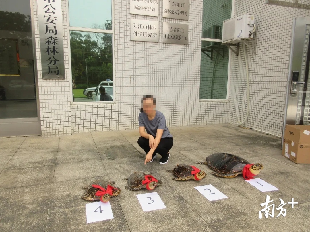 犯罪嫌疑人周某(女,46岁,阳江人)及侦查民警缴获的疑似保护动物龟类制品4只。