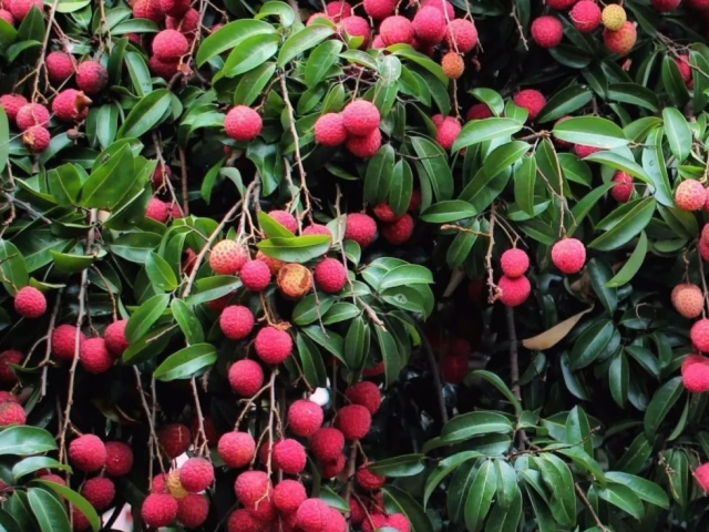 荔枝小丰年!东莞35个荔枝休闲采摘点约起!