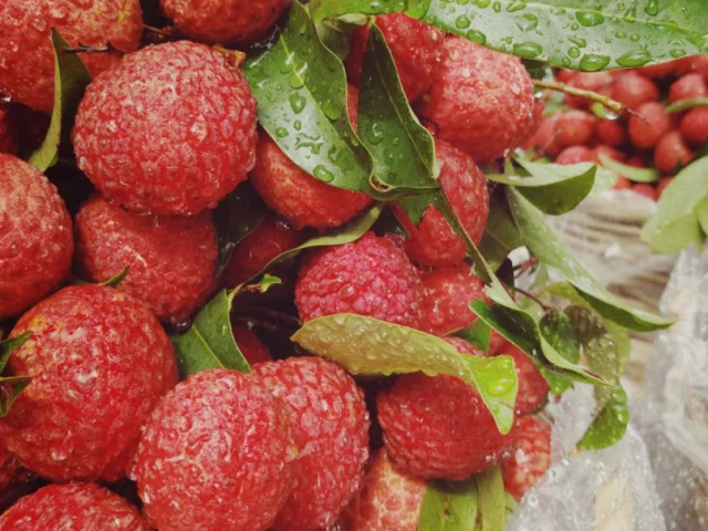 这周五必须来看热闹!惠州荔枝,红透了!