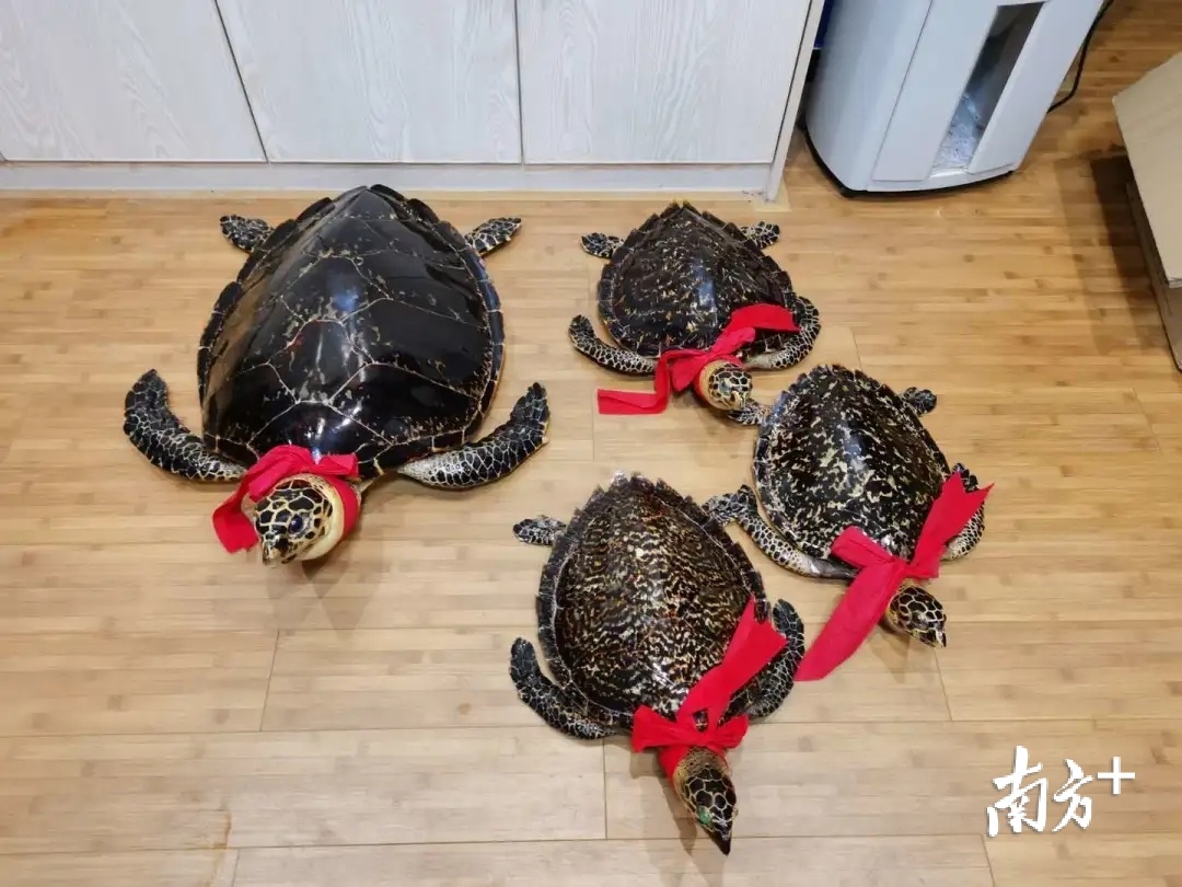 初步证实该4只疑似保护动物的龟类制品均为玳瑁标本,保护级别为CITES(濒危野生动植物国际贸易公约)附录Ⅰ,属国家二级重点保护野生动物。