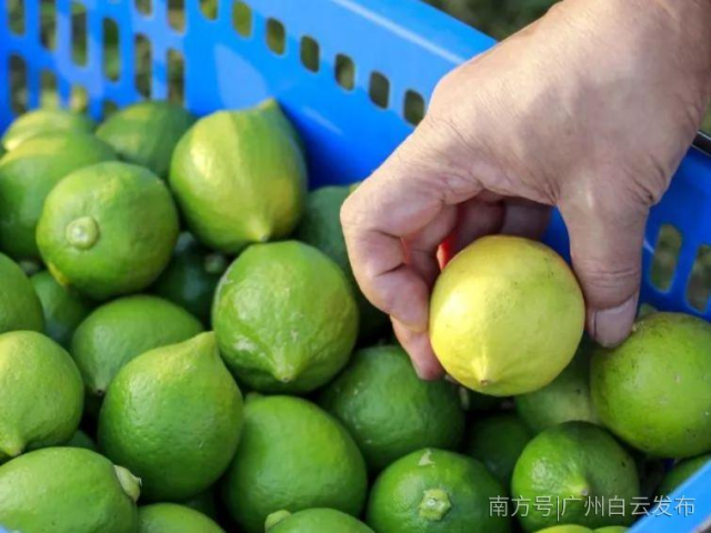 沙田柠檬！入列广东省第三届名特优新农产品