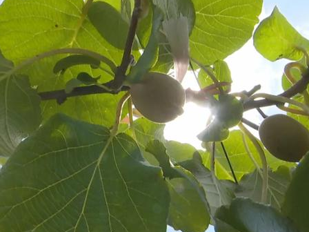 猕猴桃、禾花鱼！两大产业让韶关这条村走上脱贫“快车道”~