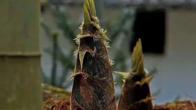 山沟飞出“金凤凰”！在龙门，有“笋嘢”可以挖掘