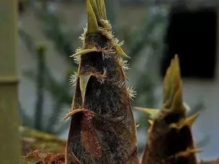 山沟飞出“金凤凰”！在龙门，有“笋嘢”可以挖掘