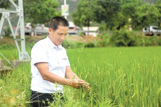 基地工作人员在试验田检查海水稻生长情况。