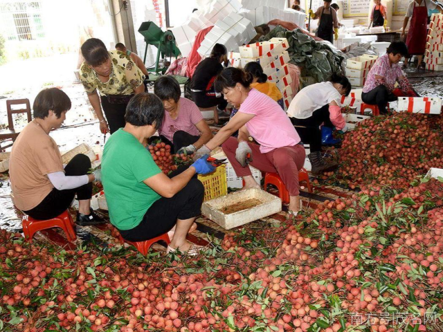 大井镇桂味荔枝大量上市