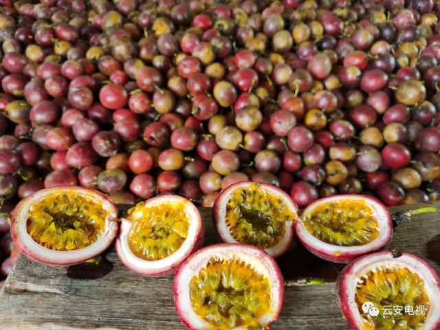 云安都杨6万斤百香果陆续上市！果农盼销路