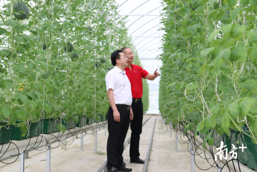 清远市委常委、英德市委书记吴耿淡（左）在连樟村现代农业产业园了解农产品的销售情况。陈咏怀摄
