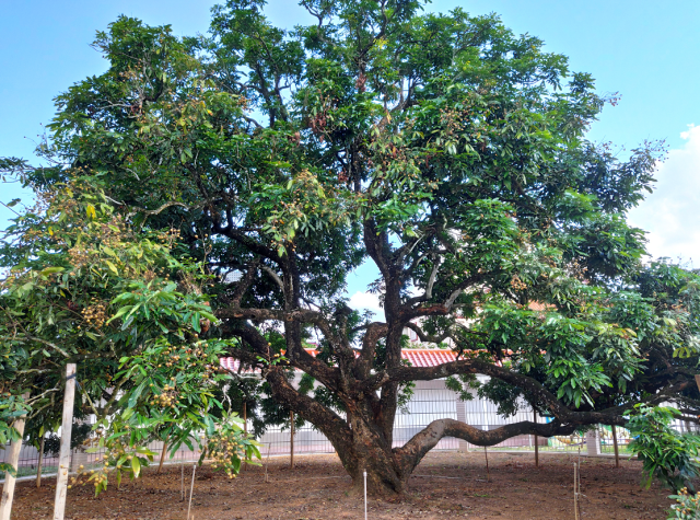 2020茂名高州龙眼文化节启动世界储良龙眼发源地等您来