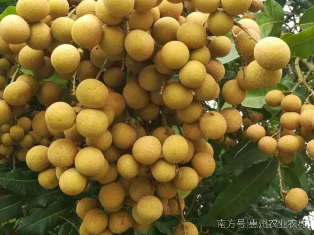 广东省第三届名特优新农产品入库名单公示，惠州这些农产品上榜啦！