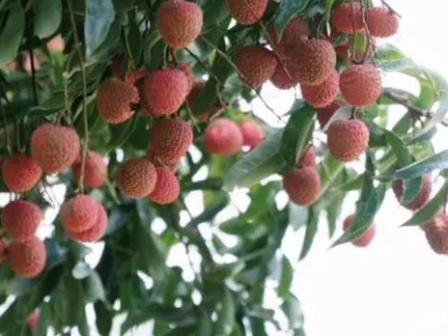 明天!云直播,啖荔枝!