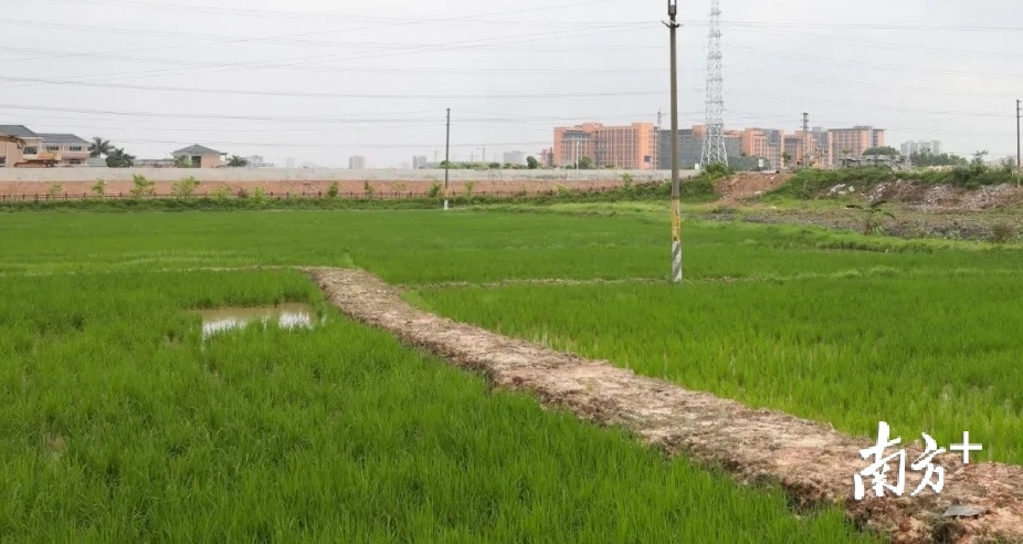 禾苗长势喜人。