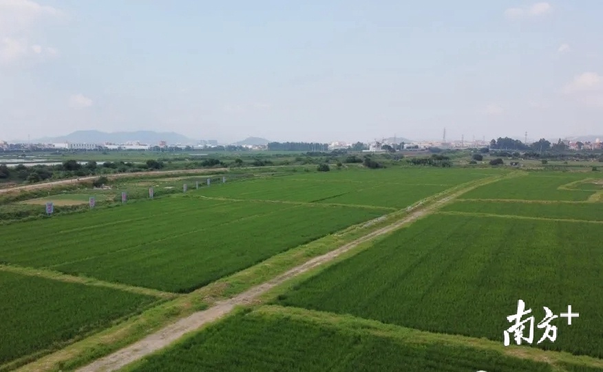 连片稻田翠绿欲滴。