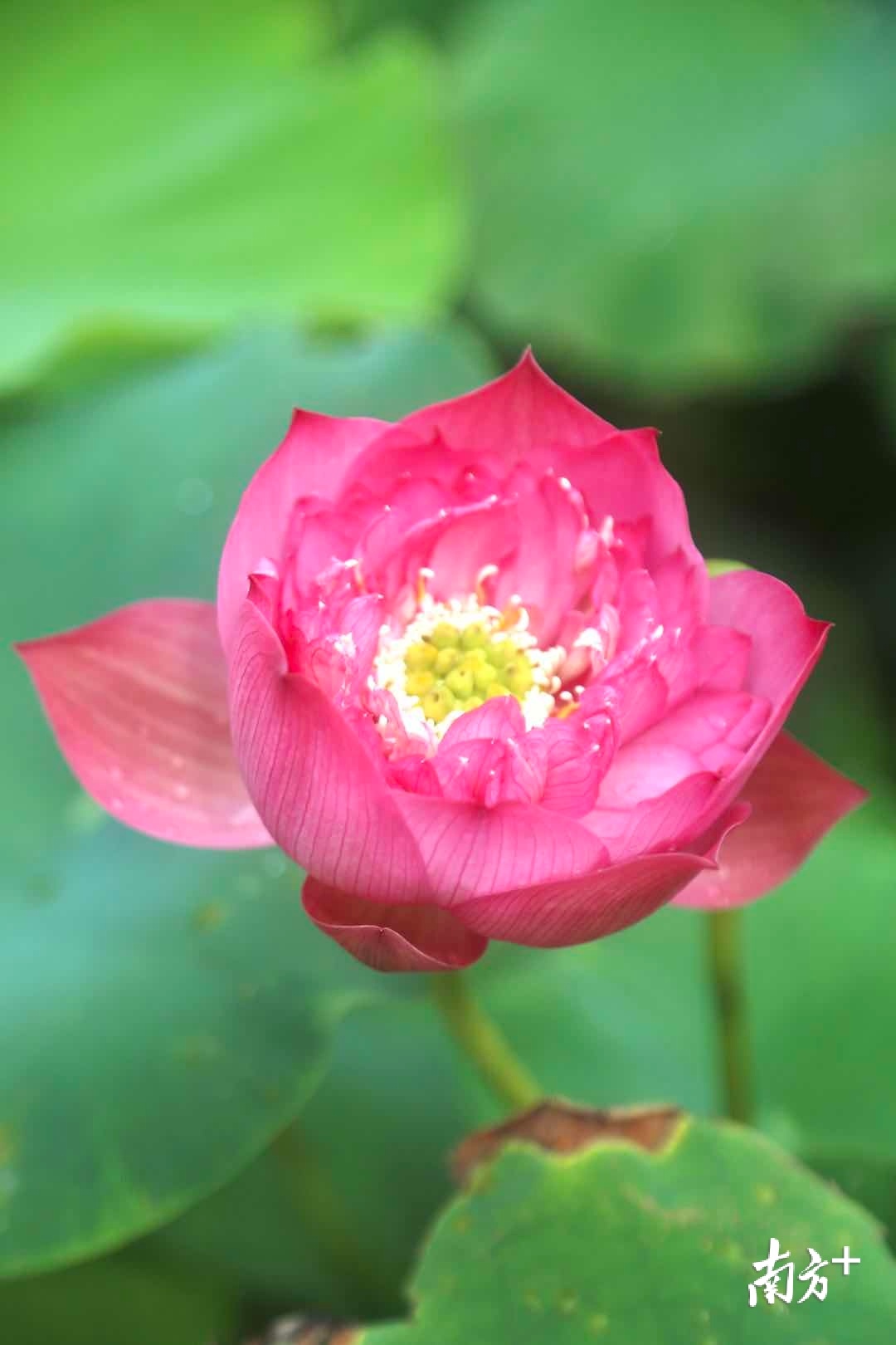 6月18日,“荷颜乐色”第十七届东莞桥头荷花节在莲湖畔凌波阁和莲湖栈道拉开帷幕,直播带货等10余项线上线下活动陆续开启。